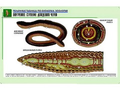 Рельефная таблица "Внутреннее строение дождевого червя" (формат А1, матовое ламинирование) - fgospostavki.ru - Хабаровск