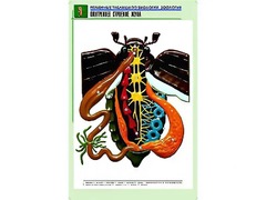 Рельефная таблица "Внутреннее строение жука" (формат А1, матовое ламинирование) - fgospostavki.ru - Хабаровск