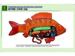 Рельефная таблица "Внутреннее строение рыбы" (формат А1, матовое ламинирование) - fgospostavki.ru - Хабаровск