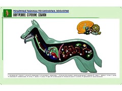 Рельефная таблица "Внутреннее строение собаки" (формат А1, матовое ламинирование) - fgospostavki.ru - Хабаровск