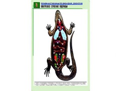 Рельефная таблица "Внутреннее строение ящерицы" (формат А1, матовое ламинирование) - fgospostavki.ru - Хабаровск