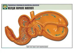 Рельефная таблица "Желудок жвачного животного" (формат А1, матовое ламинирование) - fgospostavki.ru - Хабаровск