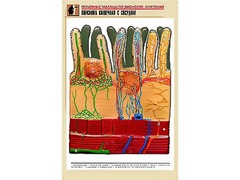 Рельефная таблица "Ворсинка кишечная с сосудом" (формат А1, матовое ламинирование) - fgospostavki.ru - Хабаровск