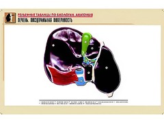 Рельефная таблица "Печень. Висцеральная поверхность" (формат А1, матовое ламинирование) - fgospostavki.ru - Хабаровск