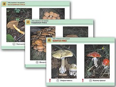 Комплект таблиц раздаточных "Грибы съедобные и несъедобные" (цветные, ламинированные, А4, 8 штук) - fgospostavki.ru - Хабаровск