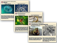 Комплект таблиц раздаточных "Ядовитые животные" - fgospostavki.ru - Хабаровск