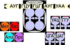 Модель-аппликация "Биосинтез белка" (ламинированная) - fgospostavki.ru - Хабаровск