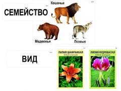 Модель-аппликация "Классификация растений и животных" (ламинированная) - fgospostavki.ru - Хабаровск