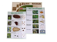 Коллекция "Шишки, плоды, семена деревьев и кустарников" - fgospostavki.ru - Хабаровск