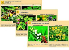 Гербарий фотографический "Ядовитые растения" - fgospostavki.ru - Хабаровск