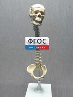 Модель "Позвоночник с черепом и тазом" - fgospostavki.ru - Хабаровск
