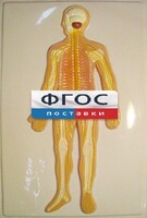 Модель барельефная "Нервная система человека" - fgospostavki.ru - Хабаровск