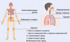 Интерактивные курсы. Биология 9 класс. Базовый. - fgospostavki.ru - Хабаровск