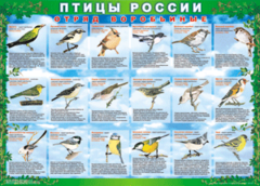 Комплект таблиц "Птицы России (4 листа)" (100х140 сантиметров, винил) - fgospostavki.ru - Хабаровск