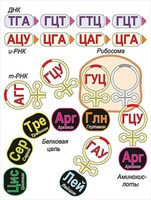 Модель-аппликация Биосинтез белка - fgospostavki.ru - Хабаровск