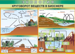 Таблица "Круговорот веществ в биосфере" (100х140 сантиметров, винил) - fgospostavki.ru - Хабаровск