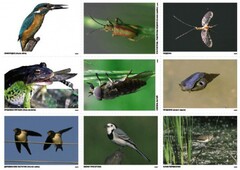 Комплект таблиц Природные зоны России. Сообщества (комплект 18 таблиц) - fgospostavki.ru - Хабаровск