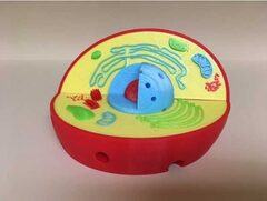 Модель растительной клетки - fgospostavki.ru - Хабаровск