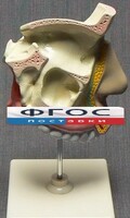 Модель "Разрез носоглотки" - fgospostavki.ru - Хабаровск