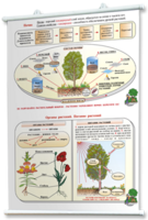 Плакаты по природоведению 2-3 классы. Для оформления кабинета. - fgospostavki.ru - Хабаровск