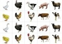 Комплект карточек "Запоминай, играй, считай" - Домашние животные - fgospostavki.ru - Хабаровск