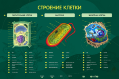 Электрифицированный стенд "Строение клетки" с маркерными полями - fgospostavki.ru - Хабаровск