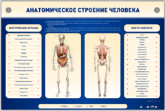 Электрифицированный стенд-тренажер c макетом скелета "Анатомическое строение человека" - fgospostavki.ru - Хабаровск