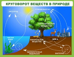 Стенд "Круговорот веществ" - fgospostavki.ru - Хабаровск