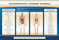 Электрифицированный стенд-тренажер c макетом скелета "Анатомическое строение человека" - fgospostavki.ru - Хабаровск