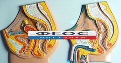 Модель барельефная "Таз мужской и таз женский" - fgospostavki.ru - Хабаровск