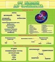 Стенд "От клетки до организма" - fgospostavki.ru - Хабаровск