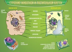 Стенд "Строение животной и растительной клеток" - fgospostavki.ru - Хабаровск
