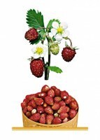 Комплект карточек "Запоминай, играй, считай" - Ягоды - fgospostavki.ru - Хабаровск