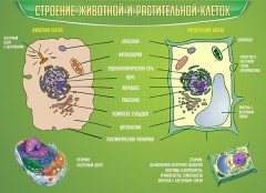  Биология - fgospostavki.ru - Хабаровск