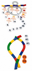 Модель-аппликация "Биосинтез белка" (набор из 49 пластмассовых фигур) - fgospostavki.ru - Хабаровск