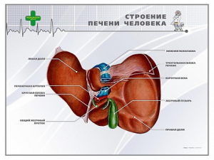 Стенд "Строение печени человека" - fgospostavki.ru - Хабаровск