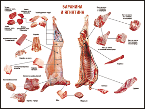 Таблица "Правила разделки мясных туш. Баранина и ягнятина" (100х140 сантиметров, винил) - fgospostavki.ru - Хабаровск