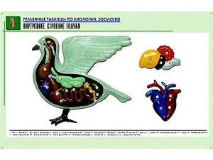 Рельефная таблица "Внутреннее строение голубя" (формат А1, матовое ламинирование) - fgospostavki.ru - Хабаровск