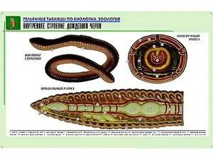 Рельефная таблица "Внутреннее строение дождевого червя" (формат А1, матовое ламинирование) - fgospostavki.ru - Хабаровск