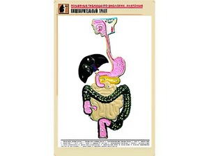 Рельефная таблица "Пищеварительный тракт" (формат А1, матовое ламинирование) - fgospostavki.ru - Хабаровск