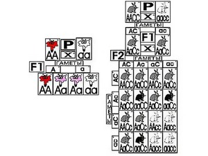 Модель-аппликация "Неполное доминирование и взаимодействие генов" (ламинированная) - fgospostavki.ru - Хабаровск