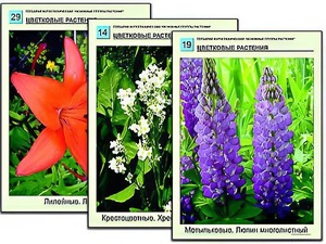 Гербарий фотографический "Основные группы растений" - fgospostavki.ru - Хабаровск