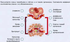 Интерактивные курсы. Биология 9 класс. Расширенный. - fgospostavki.ru - Хабаровск