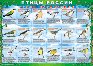 Комплект таблиц "Птицы России (4 листа)" (100х140 сантиметров, винил) - fgospostavki.ru - Хабаровск
