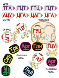 Модель-аппликация Биосинтез белка - fgospostavki.ru - Хабаровск