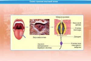 Интерактивные курсы. Биология 10 класс. Базовый. - fgospostavki.ru - Хабаровск