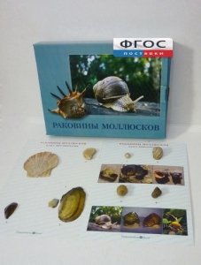 Коллекция "Раковины моллюсков" - fgospostavki.ru - Хабаровск