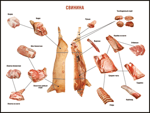 Таблица "Правила разделки мясных туш. Свинина" (100х140 сантиметров. винил) - fgospostavki.ru - Хабаровск