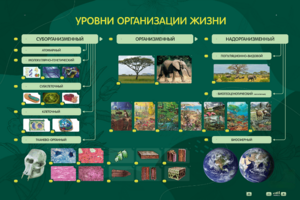 Электрифицированный стенд "Уровни организации жизни" - fgospostavki.ru - Хабаровск