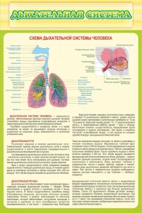 Стенд "Дыхательная система" - fgospostavki.ru - Хабаровск